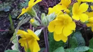 ABCYT PETER. NICE LITTLE YELLOW PARK FLOWERS.