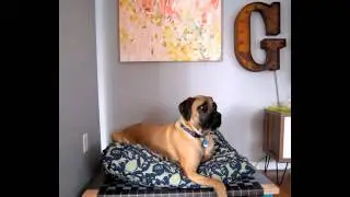 DIY Dog Bed Designs
