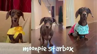 Chapter 5: Moonpie Starbox Tik Tok Compilation
