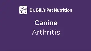Canine Arthritis | Dr. Bill's Pet Nutrition