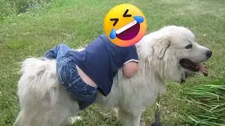 Funny Animals From Petastic, TRY NOT TO LAUGH 😆  || PETASTIC 🐾