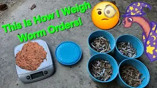 Worm Wizard Wisdom Journal Journey: How I Weigh Worm Orders! 09/15/2025 