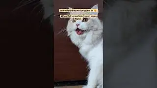 Cat dehydration Symptoms 😺🐾- Give them water immediately  #shorts #ytshorts #cat #meow #catlover