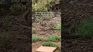 Watch a brave squirrel stand up to rattlesnake with a full belly #Shorts
