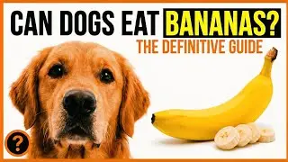 Can Dogs Eat Bananas? (Safe Amounts, Banana Peels & Vet Warnings)