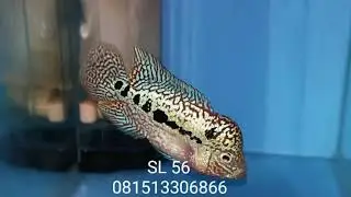 Kamfa f3 by Mongkol Ori Thailand.