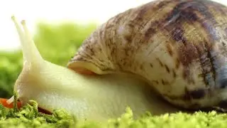 Giant Albino Snail: Bigger Mother, More Amazing Life 