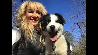 Correction, and why aversives are necessary to dog training.