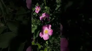 Interesting beautiful pink rosehip blossoms Интересный красивый розовый шиповник цветет 有趣美丽的粉红色玫瑰果花