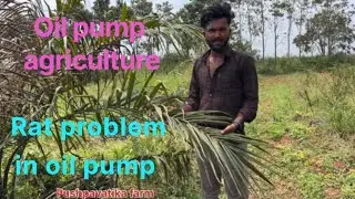 🌴 Oil Palm Farming in Russia | Cold Climate Palm Tree Experiment | Modern Agriculture