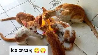 Cats eating ice cream 😋 | Cat Videos | Cat lover | Vlogs | Animals