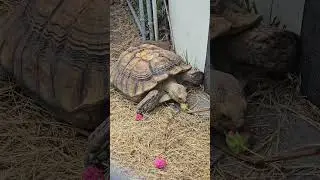 My tortoise, Mister Myrtle eating some confederate, rose hibiscus flowers