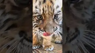 The Cutest Baby Predators in the World 🐯🦁🐆#shorts #cute