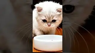 😱🐱 Cat Can&rsquo;t Believe the Food Just Fell! 😂🍽️#FunnyCats #CatLife #CuteAnimals #ViralShorts