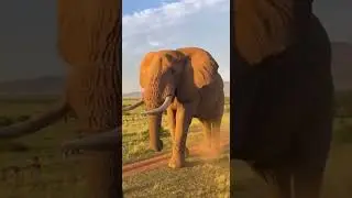 Have You EVER Seen an Elephant This Big! 😱🐘