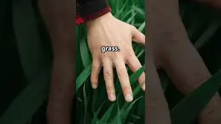 Nature's Healing Power: Touch Grass! #nature #facts #connectivity #wildlifeentertainment