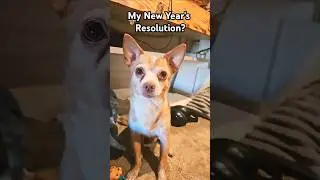 My New Year's resolution❤️ #yt #dog #pets #cute #doglover #petlover #animal #shorts #fyp #cutedog