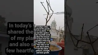 🙏 Great Sacrifice 🌱 Plant Growth #peacefulmind #viral #plantas #gardeningtips #youtubeshorts #viral
