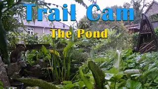 A day at the Garden Pond #trailcam #ukbirds #ukwildlife