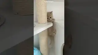 Cute And Funny Baby Cat Vedio #91🙀😻😍😘