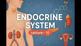 Endocrine System || Lecture - 10 || Control & Coordination || BIOLOGY || Chapter - 6 || Class - 10th