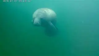 More Wild Manatee Shots