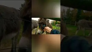 Решил показать осликам Шрека...