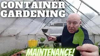 Container Gardening Maintenance [Gardening Allotment UK] [Grow Vegetables At Home ]