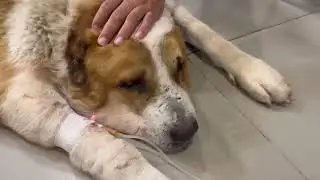 Алабай Бархан борется за жизнь