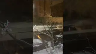 NYC❄️Snowing❄️ Outside My Window in Brooklyn #shorts #nyc #snowstorm