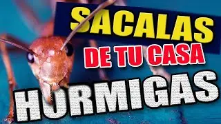 &iexcl;ELIMINA las HORMIGAS SIN TOXICOS en tu hogar y jard&iacute;n!