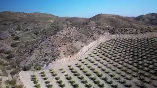 20240151 - Flying over the fruit trees in Almeria