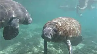11-18-2018 Manatee Adventure with Plantation Adventure Center