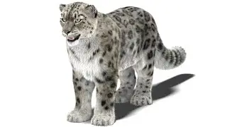 Snow Leopard 3D Model with Maya Xgen Fur | PROmax3D