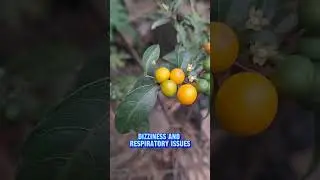 Solanum dhipyllum #solanum #fruit #shorts #gardening