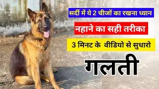 German Shepherd Dog Winter Care 🐶❄️सर्दी में कुत्ते की केयर #trending #Dog #Doggrooming