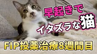 FIP投薬治療8週間目 早起きでイタズラな猫爆誕