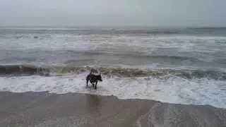 Hundetur p&aring; Tranum Strand