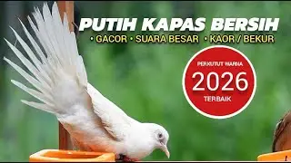 Perkutut warna putih terbaik awal 2026
