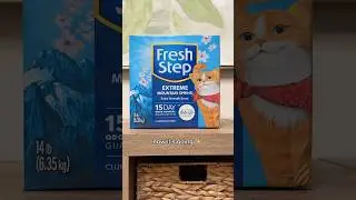 The glow up every cat parent needs 🤩