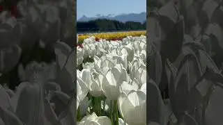 #tulips  #tulipfields #explorecanada #canadaexplorer #discoveringcanada #destinationbc #flower
