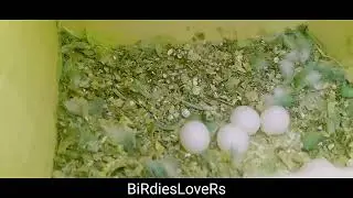Breeding setup at my Avory || Parrots 2nd breeding  check video