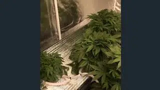 THE SCALP! GROWING HYDRO-EPISODE 6