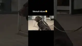 Милый пёсик с большим болтом