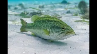 Oregon's Top 10 Bass Lakes  A Fisherman  2024