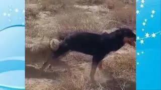 Crazy! Huge Dog  mating with tiny Fox