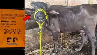 Buffalo Video | Moxel Injection 3000 Mg | Treatment Of Buffalo Teats & Udder Problem