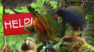 Help Fund Invasive Pest Control In New Zealand