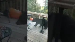 Bear Problems!