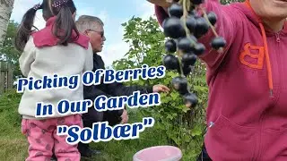 PICKING OF BERRIES( SOLB&AElig;R) IN OUR GARDEN..SIMPLE LIFE IN NORWAY.
